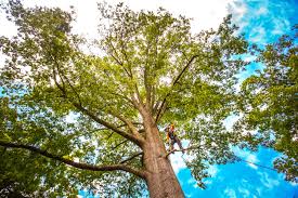 Trusted Plainview, TX Tree Services Experts