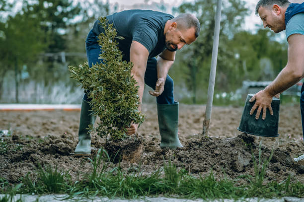 Best Lawn Disease Treatment  in Plainview, TX