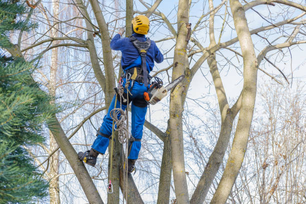 Best Stump Grinding and Removal  in Plainview, TX