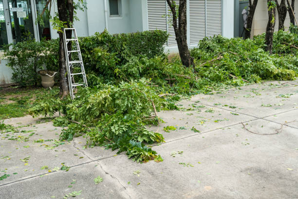 Reliable Plainview, TX Tree Services Solutions