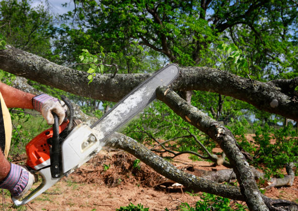 Best Tree Trimming and Pruning  in Plainview, TX